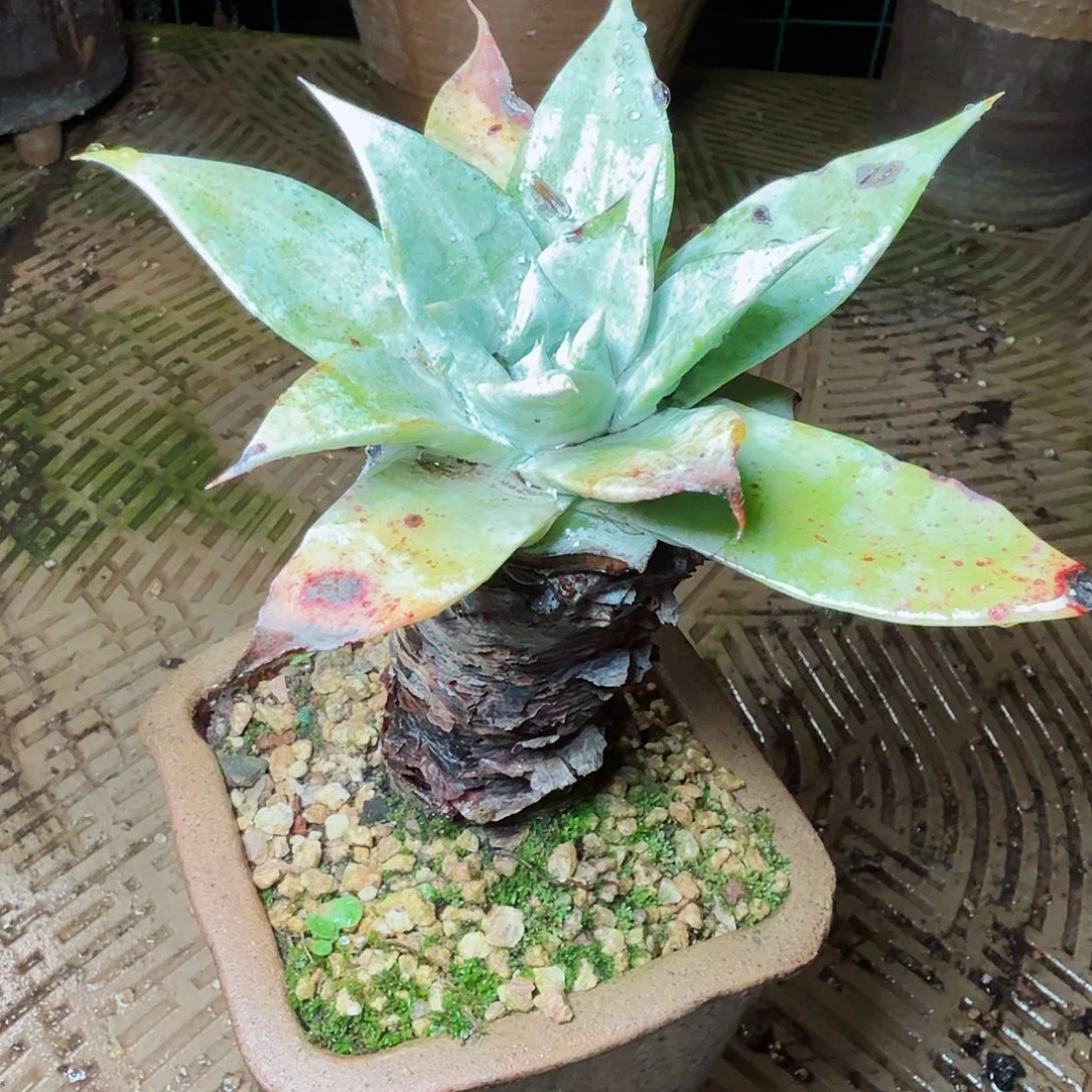 1440雪山仙女杯多肉