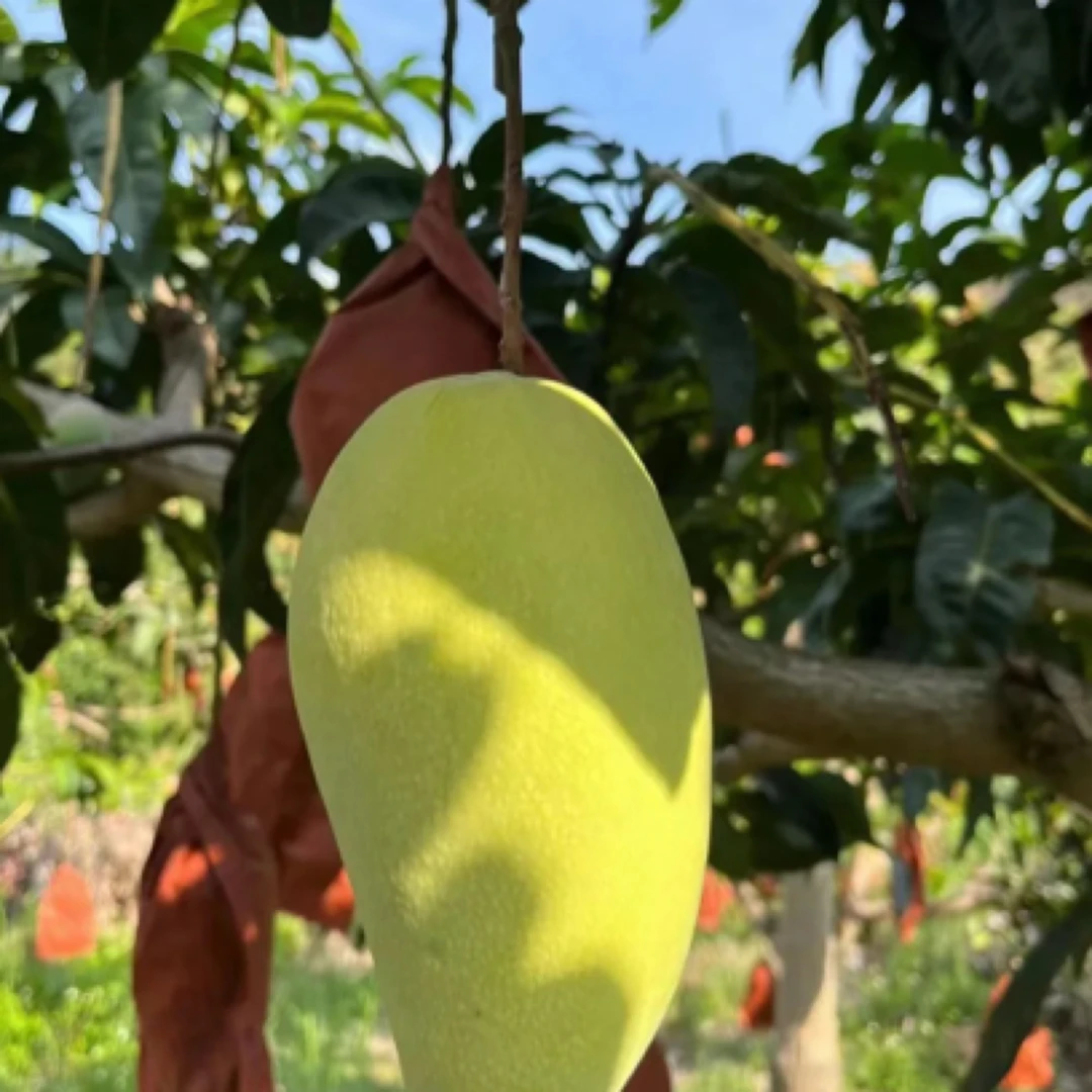 广西百色青皮金煌芒新鲜现摘核薄无丝软糯香甜大青芒