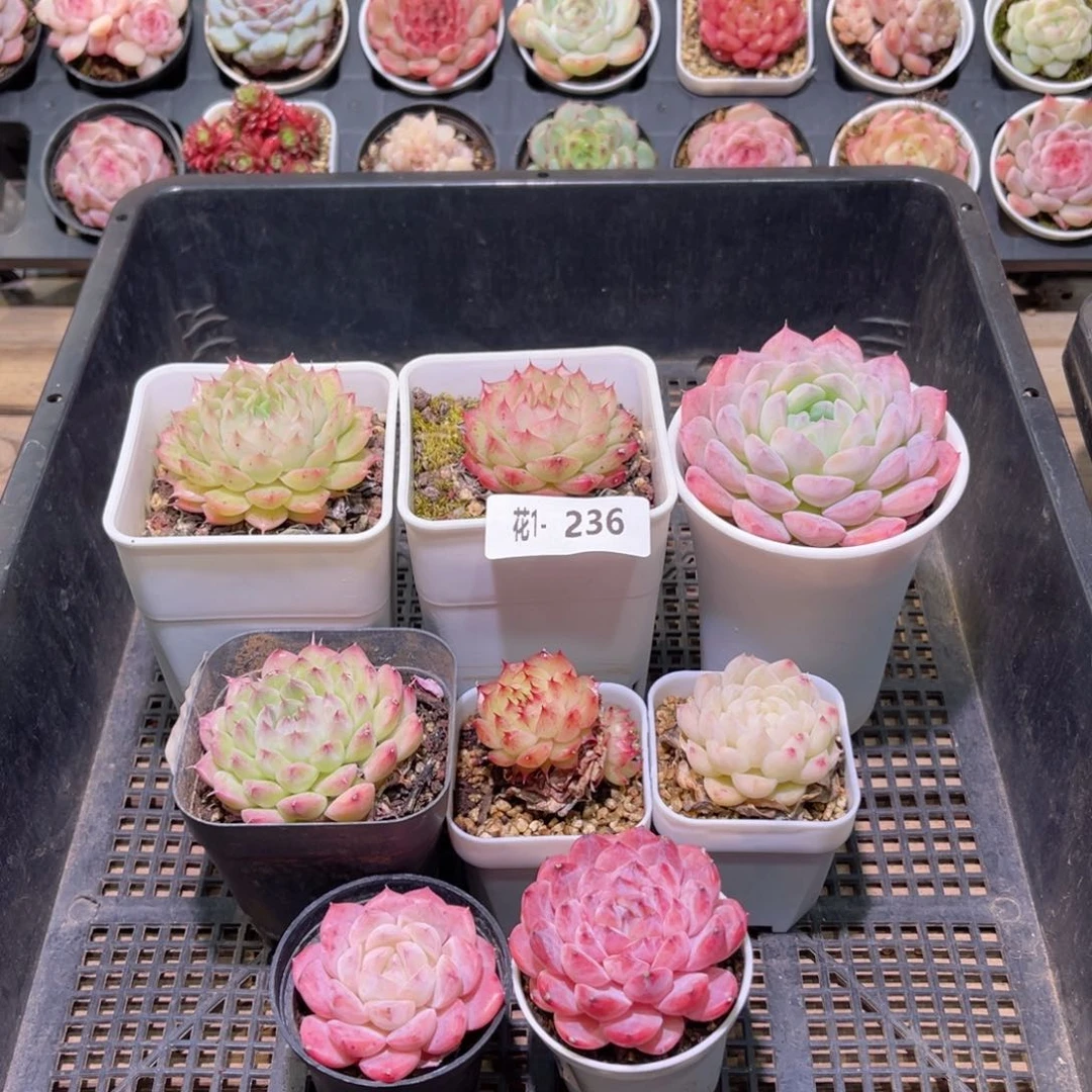 花利美1-236框拍8颗