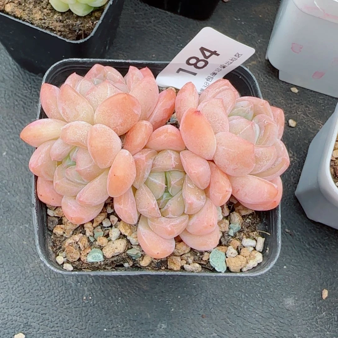 厚梦无砍，184多肉植物