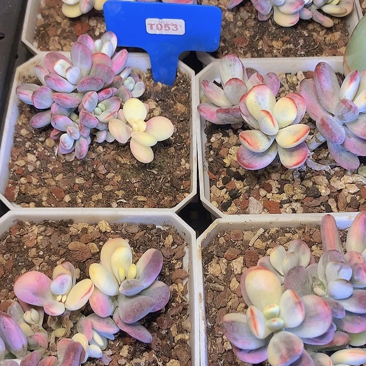 乒乓锦群生脱土发货