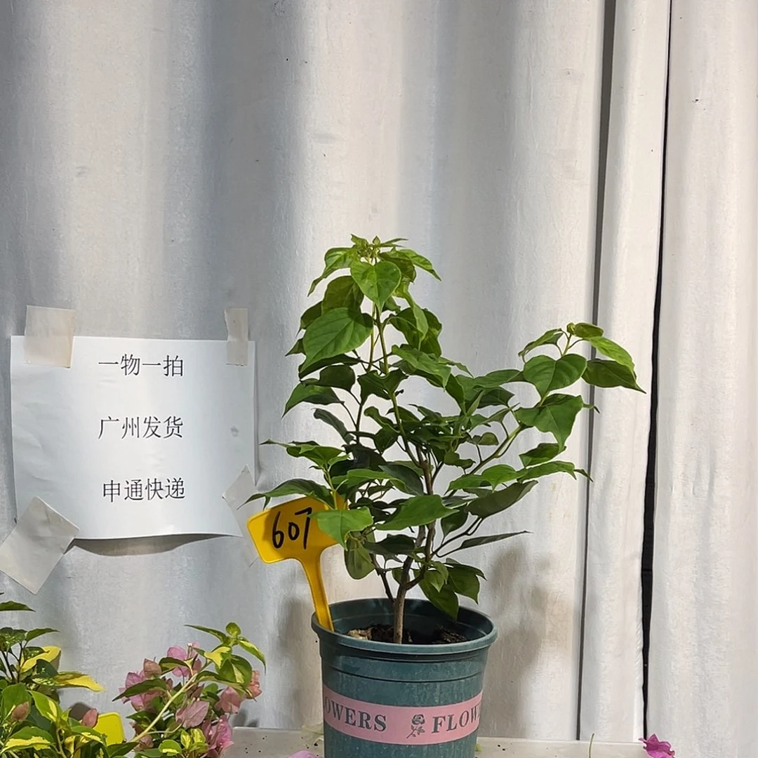 当前无花栽培后可以开花607暗斑浅黄牙签苗