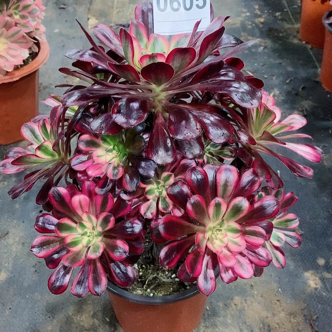 红陶宝****使0605香奈儿阴阳3多肉