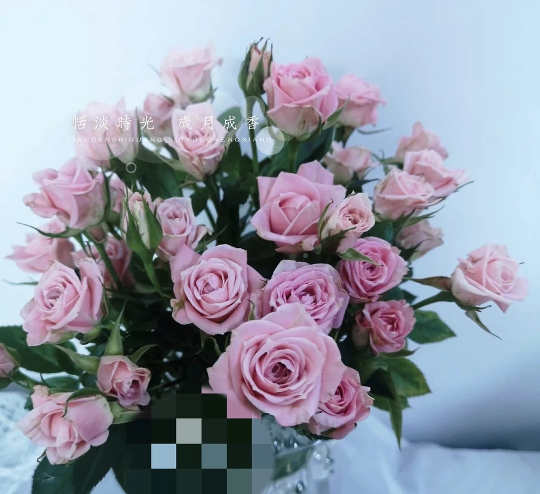 三岁花集--基地多头玫瑰舞玲珑（小花型）（一单中通二单顺丰）