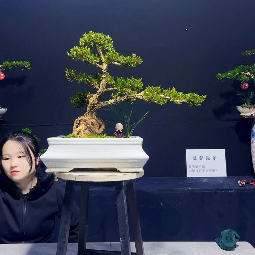 无花朵黄杨木