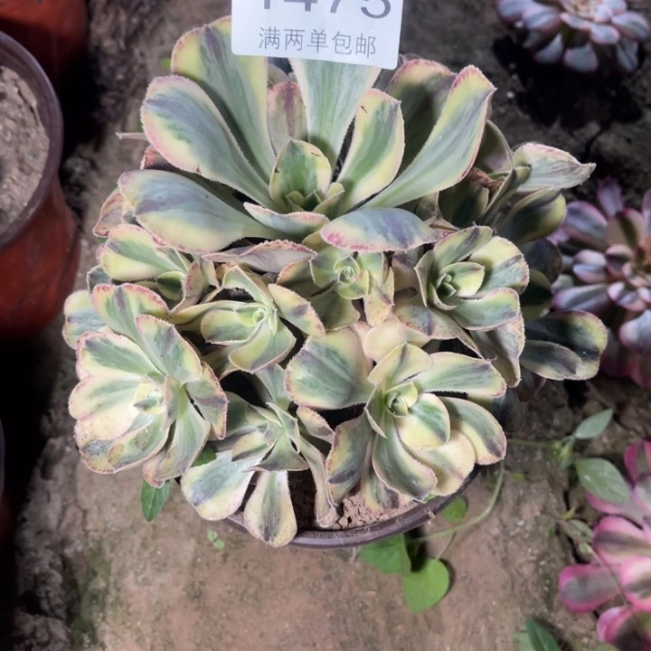 青花瓷的人多肉的人1475