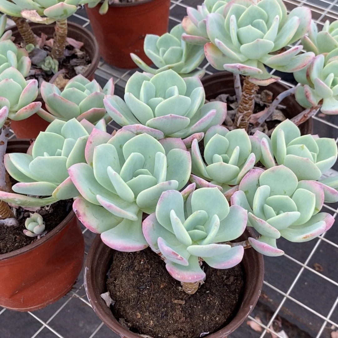 白月光 木质化老桩