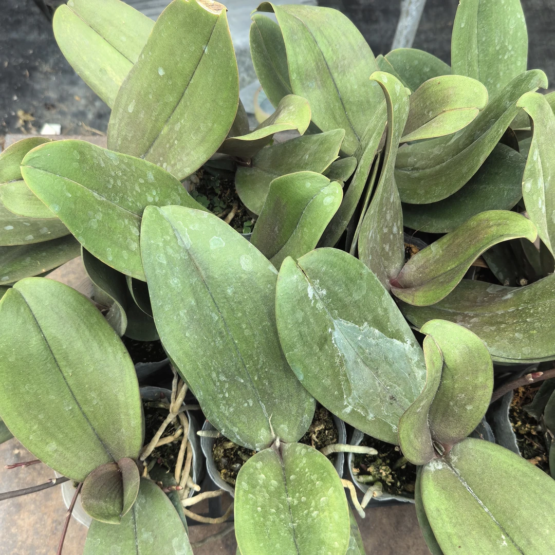 【秀新甄选】蝴蝶兰【大花花后苗】3.5寸无花花后苗 叶片瑕疵有代谢根