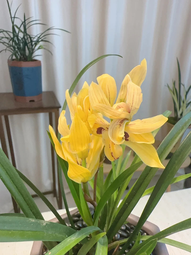 特A级 国色天香 建兰铭品 花开浓香 花期长 好养绿植花卉