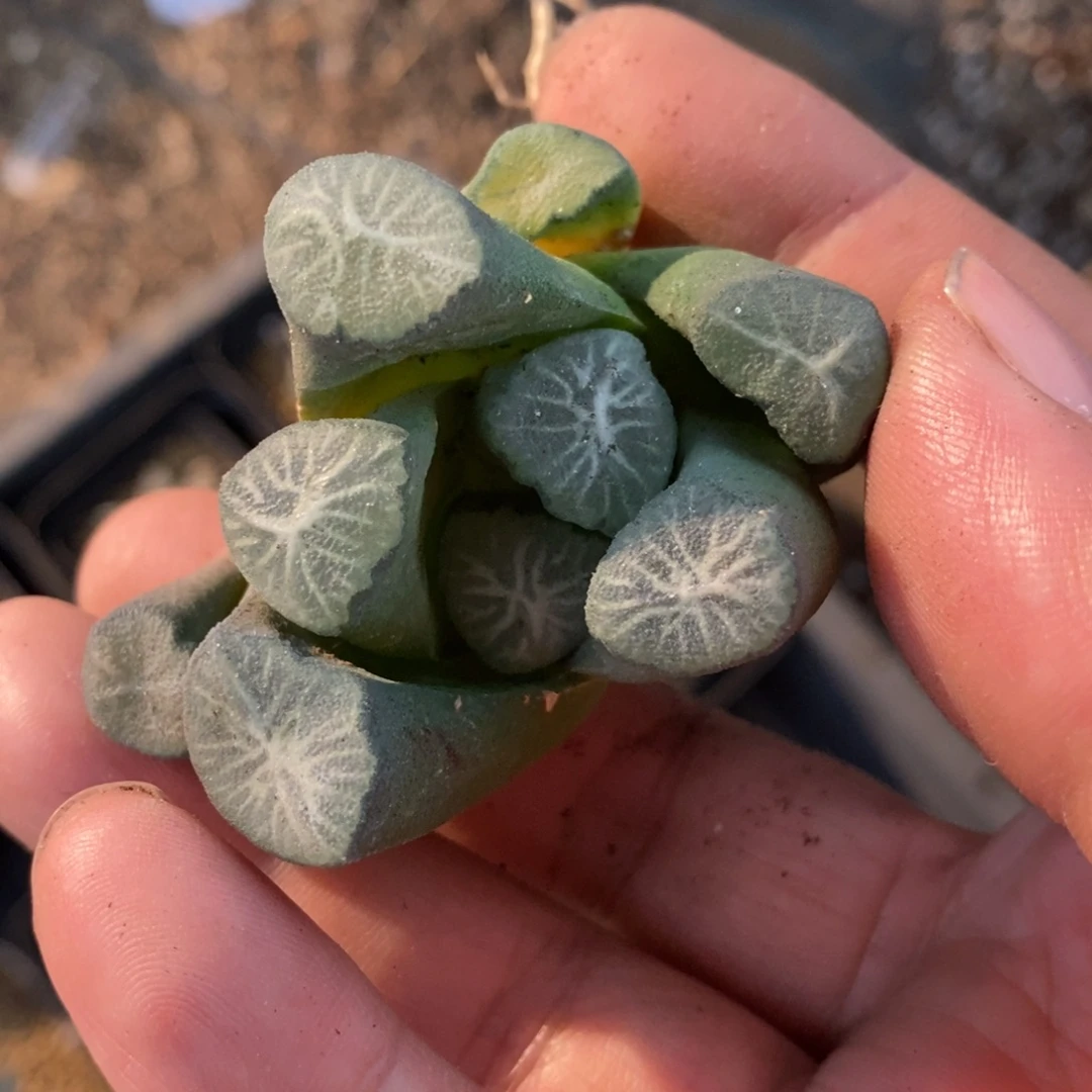 快***族2449 一颗福利。