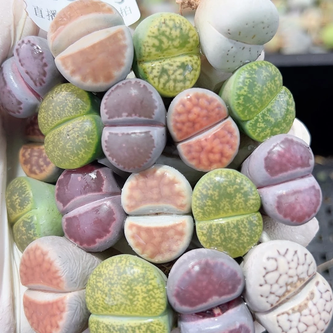 8481 好养易活生石花大母本18个