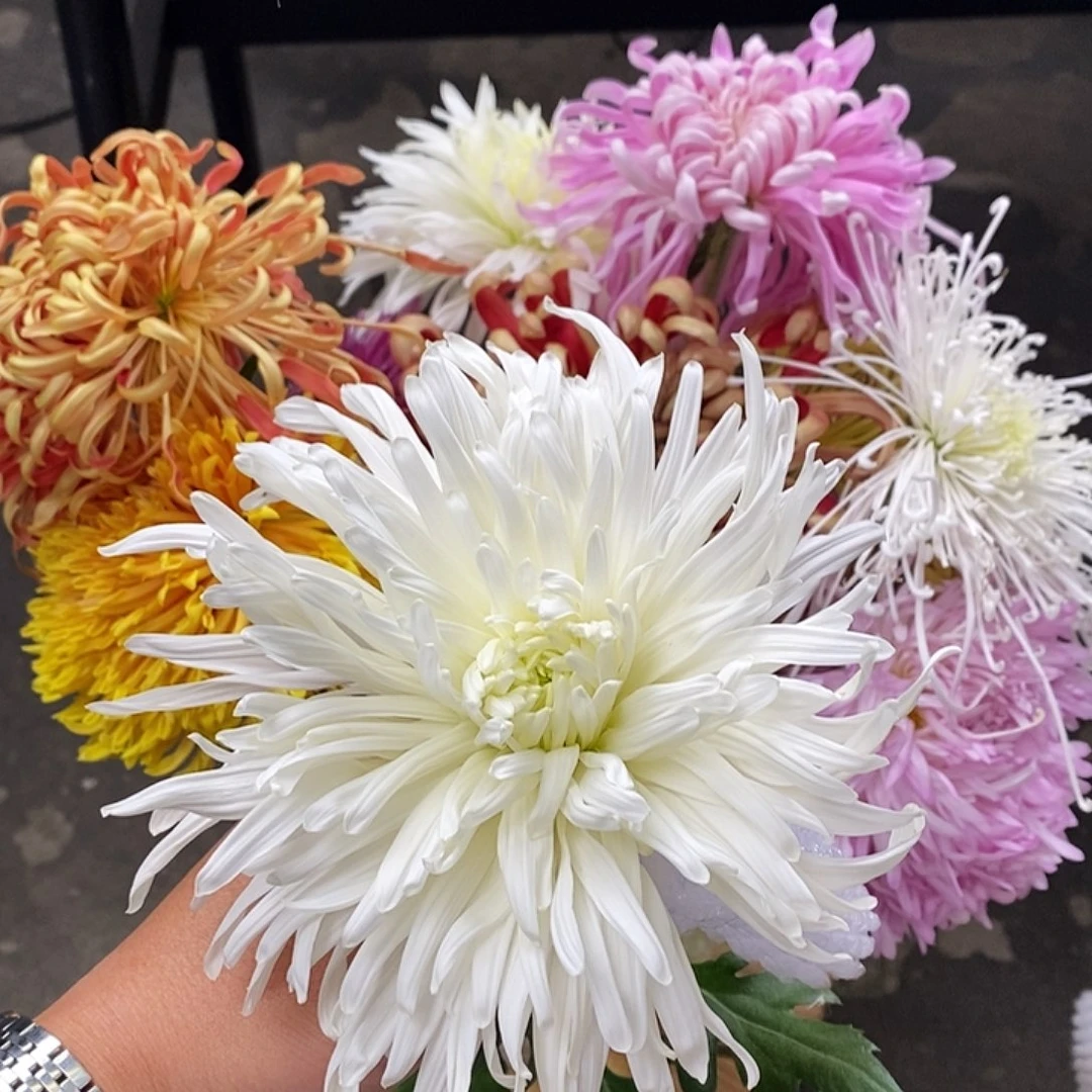 24 号大菊，不包邮，一个运费拍全场