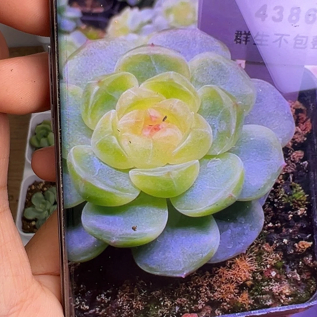 童话甜心状态图。