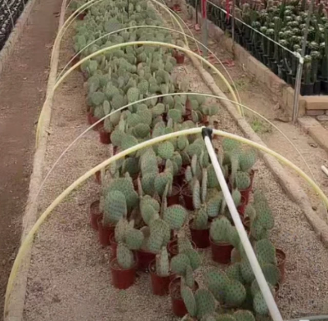 二妹园艺【 圣丽塔   自根 】【保3片】默认脱土随机发货