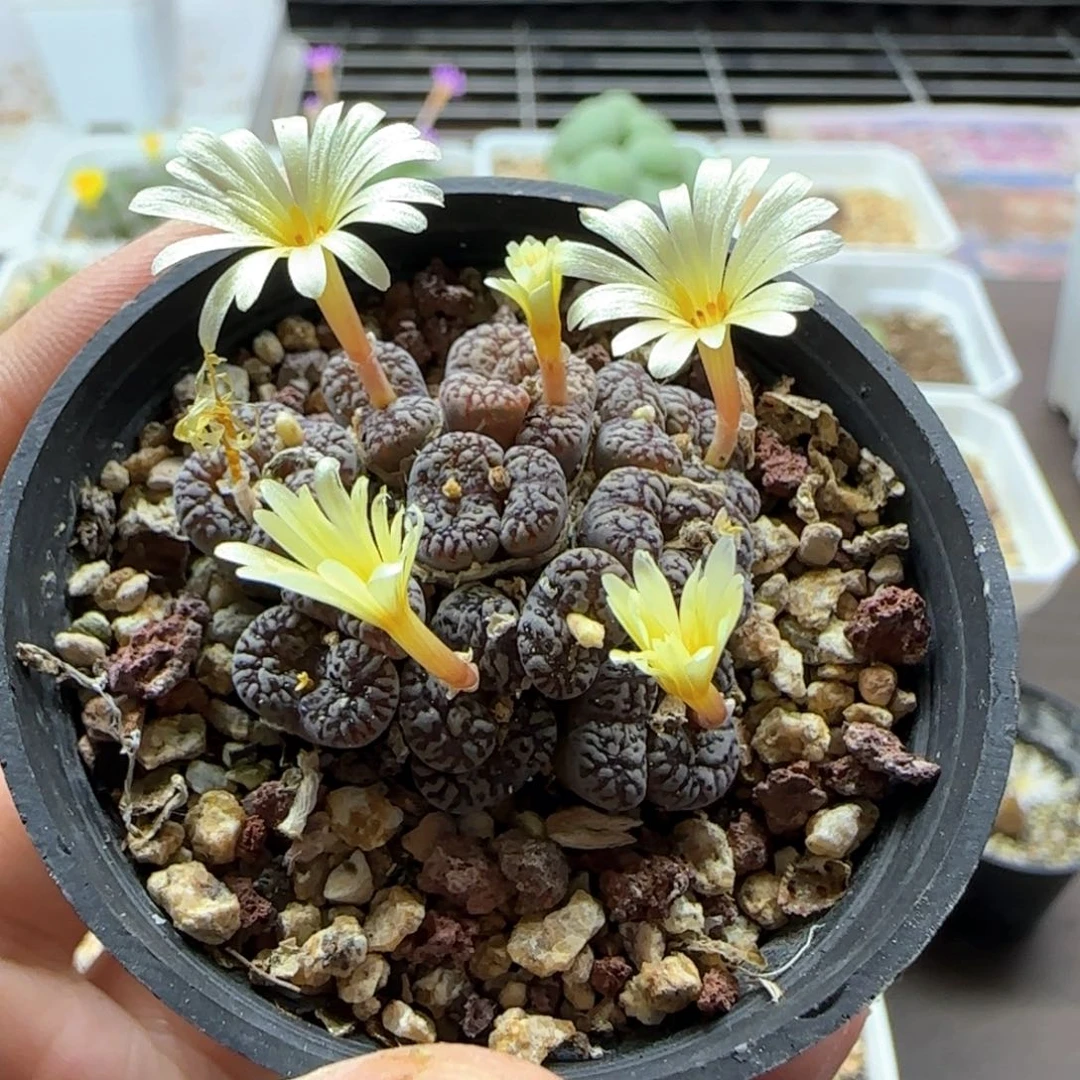 6238 大白多肉植物园