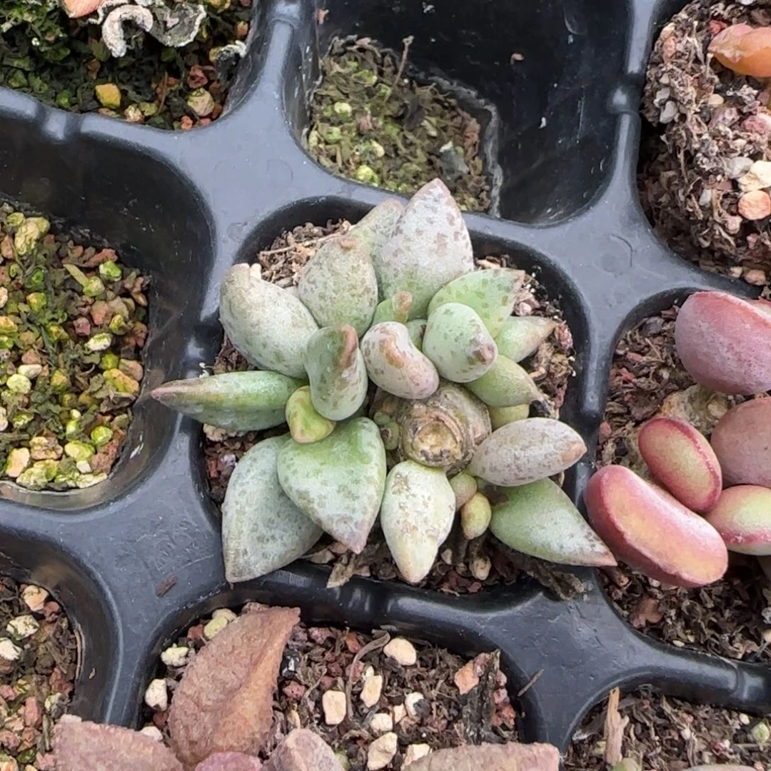 4X小王子多肉植物水泡