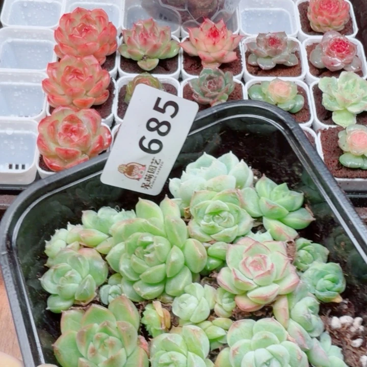 多肉植物多肉植物