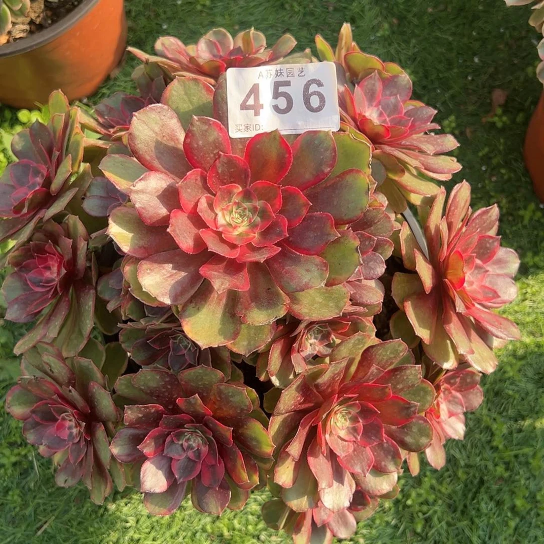 无花朵456倾城之恋法师