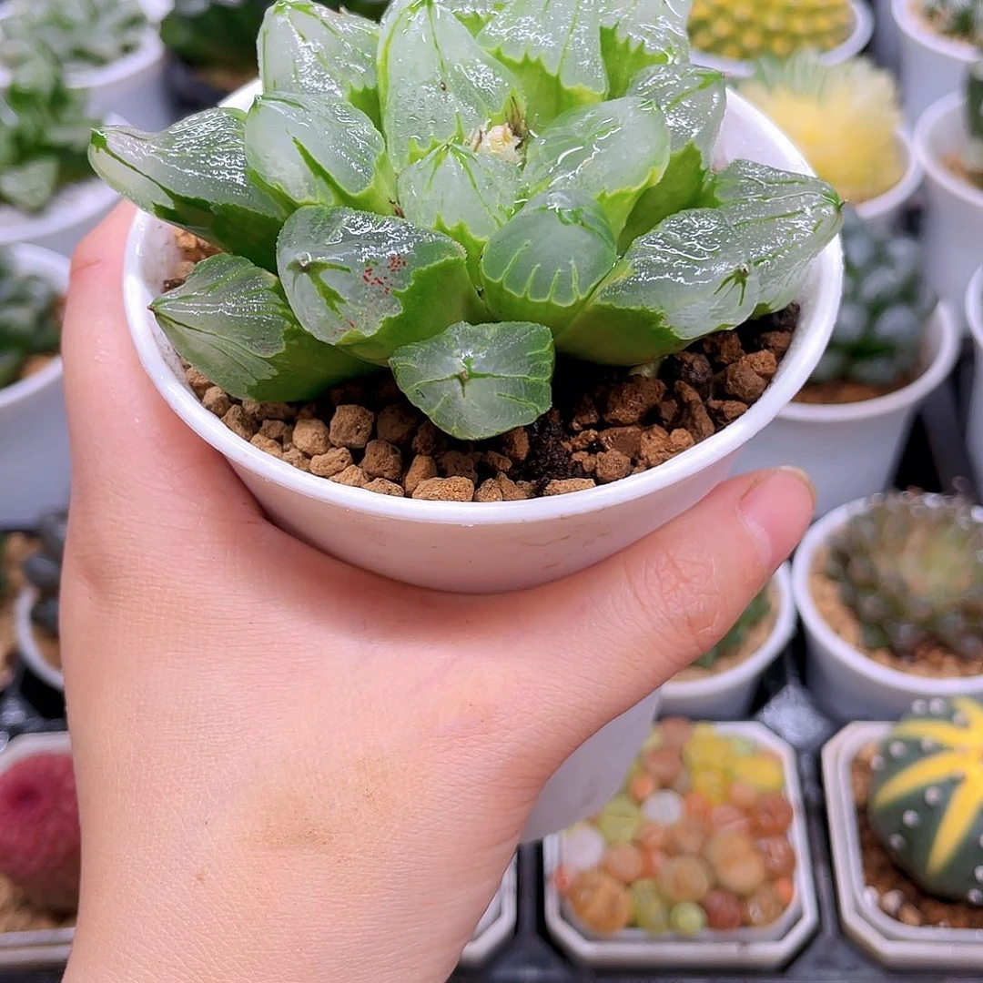 母本冰城寿，原盆