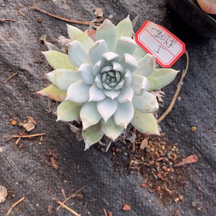 一***求血怒多肉九厘米盆