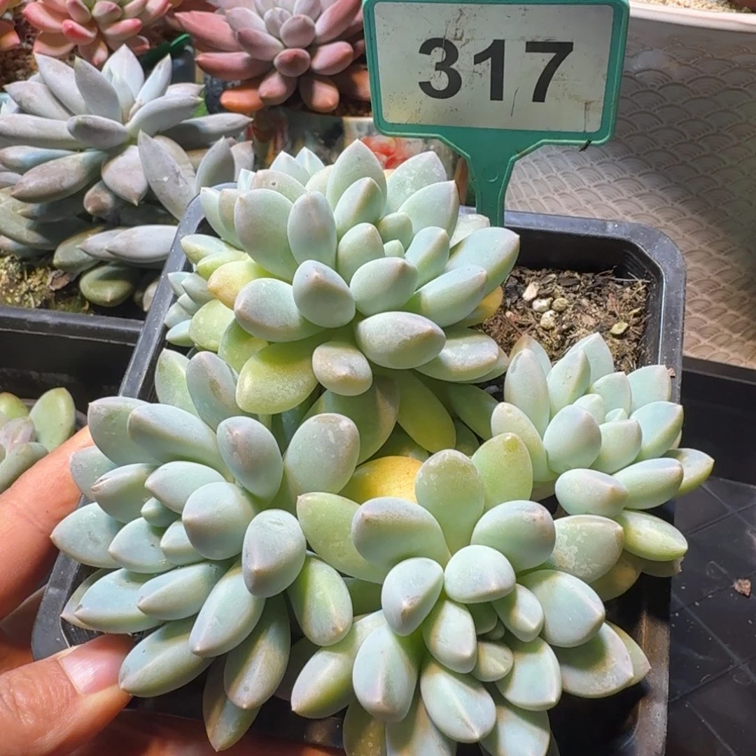 奶糖多肉植物317.