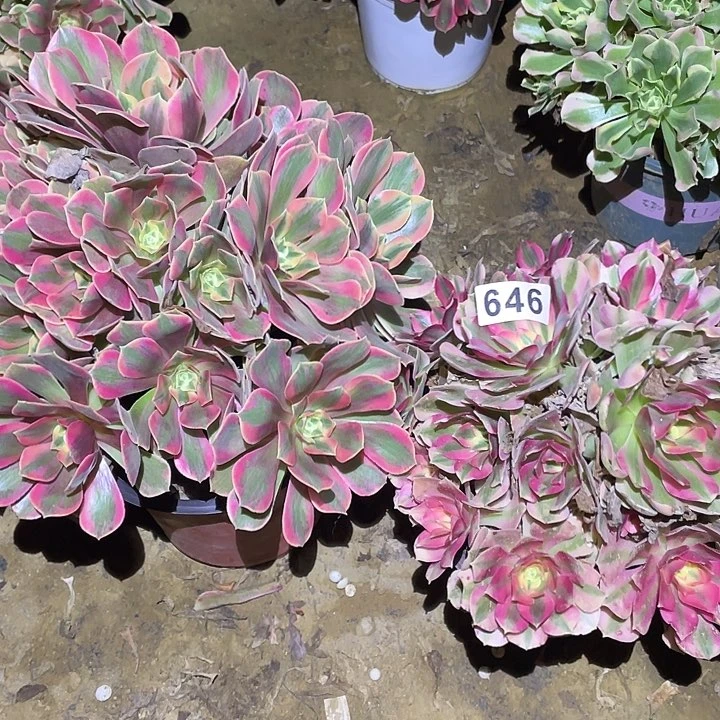 平***界多肉植物法师646女妖女巫