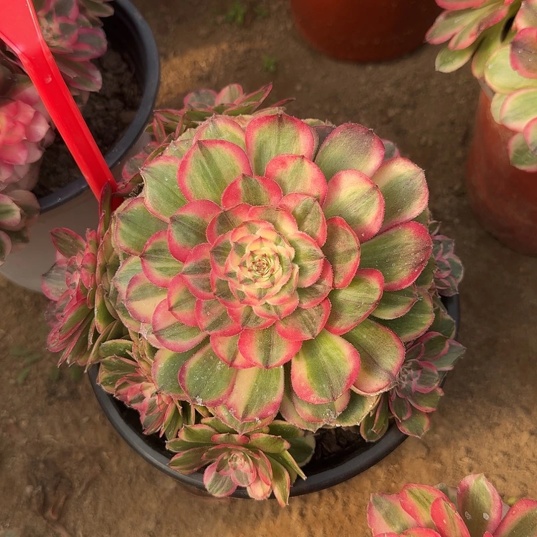 4557荔枝多肉法师铭文