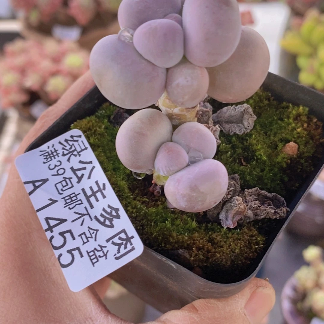 芭比奶洛4cm1455多肉植物
