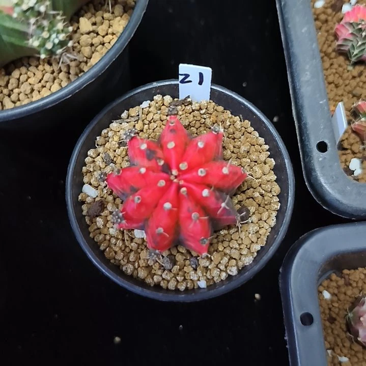 中国红侧芽自根带盆土发货