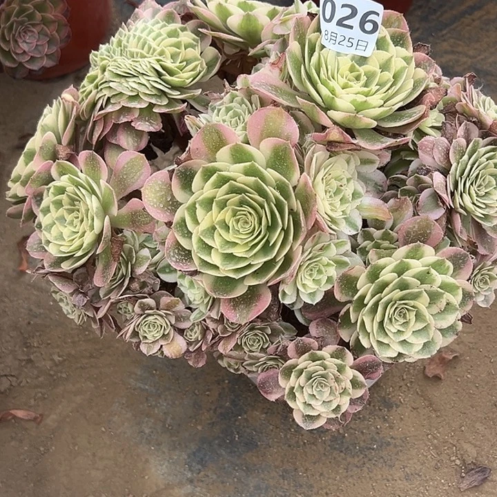 8.25/26荔枝缀多肉植物1