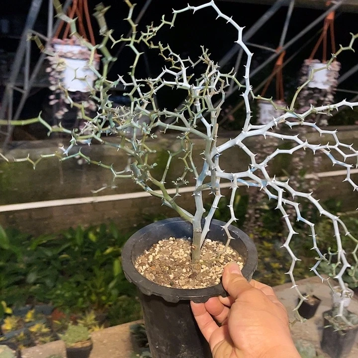 无花朵弯曲龙大老桩一物一拍