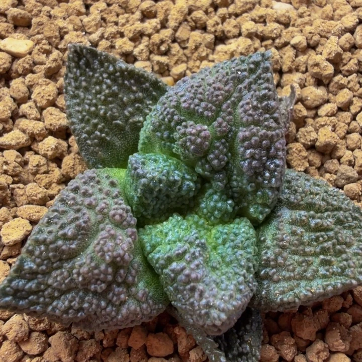 巴索的紫珍珠颗粒哥斯拉