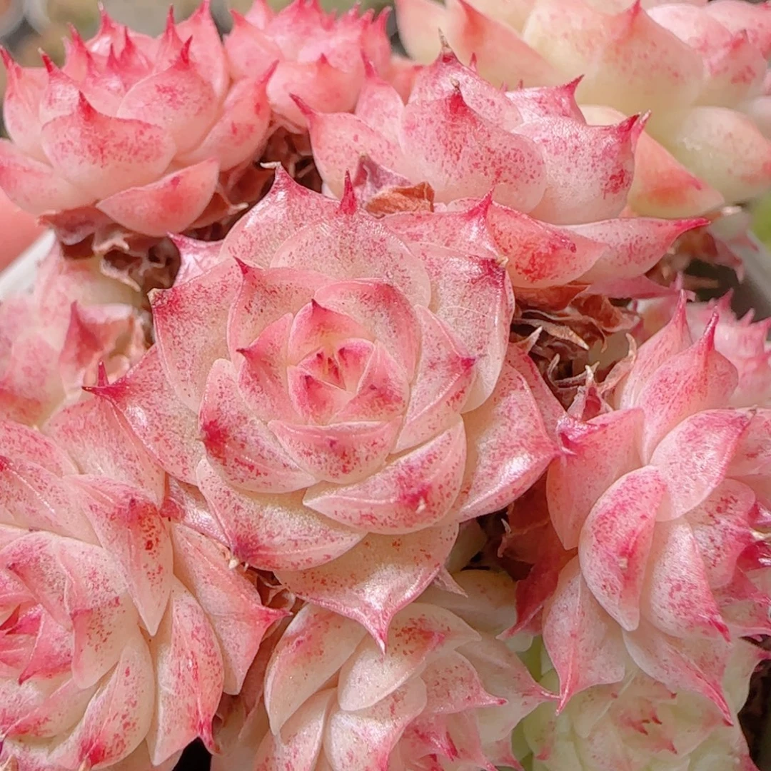 花语逸镜1128-238散