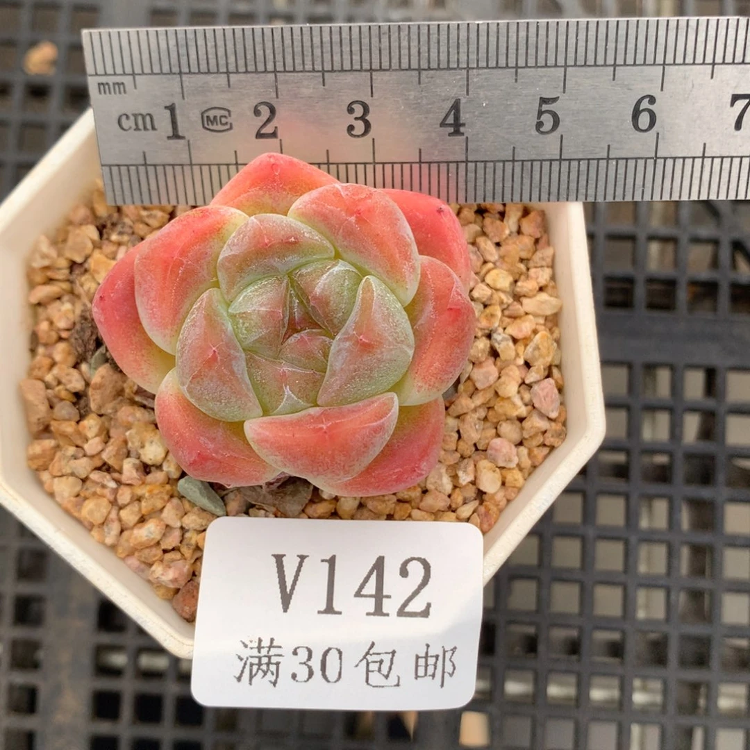 142。厚梦单头。糖心多肉。