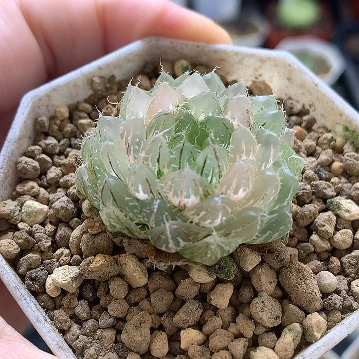 翠云玉露锦带盆土发货