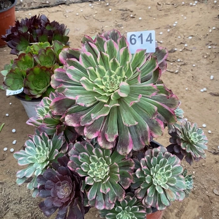 614紫烟大手捧多肉