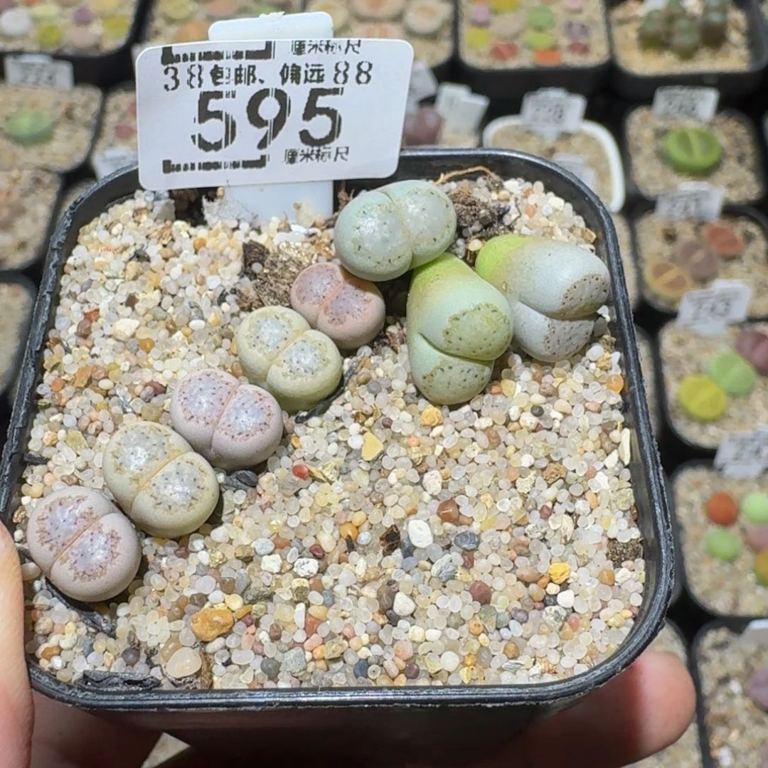 卷****Ssss精品生石花595