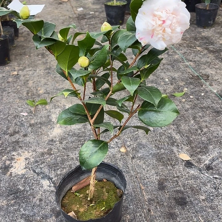 完全开放马卡德茶花