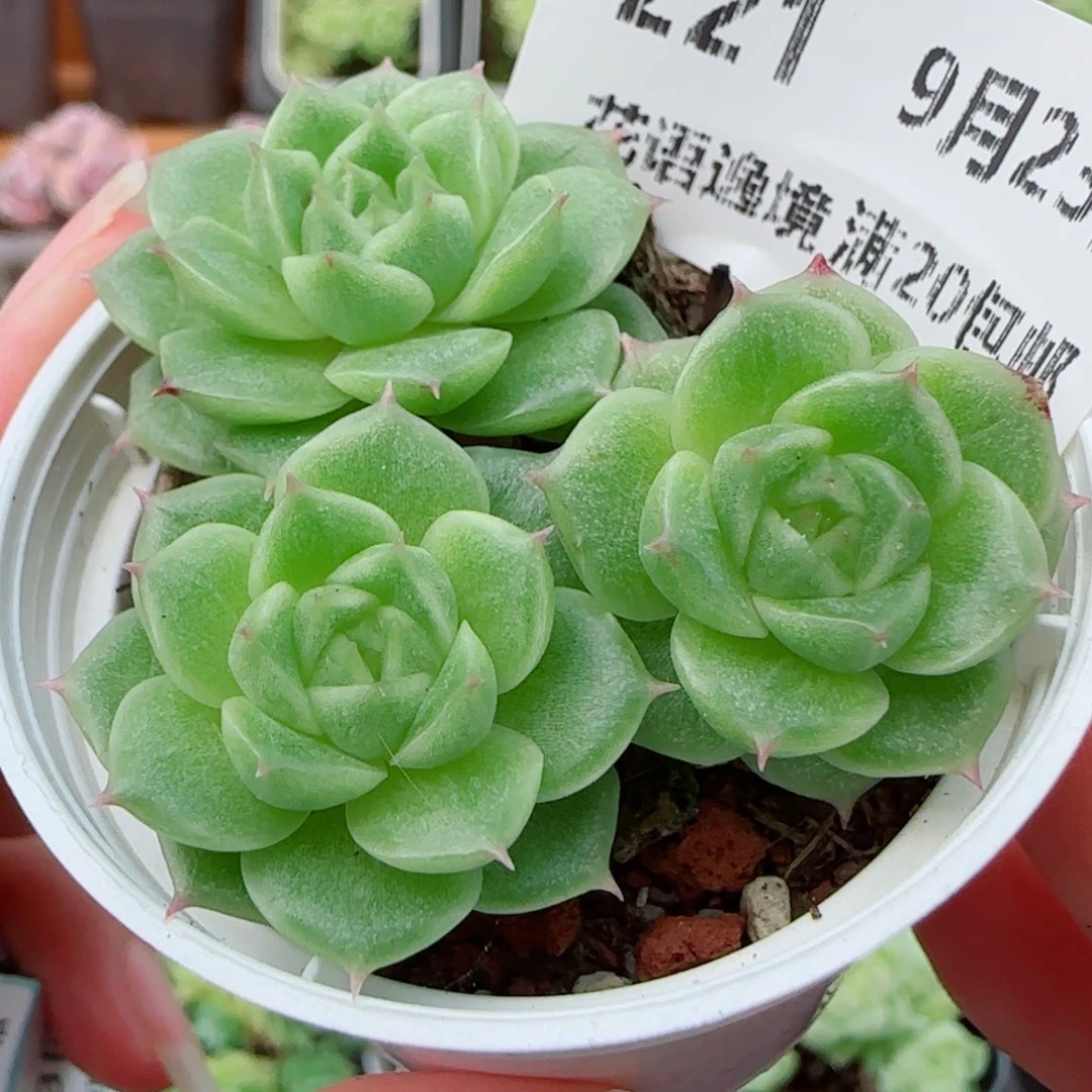 花语逸镜0923-221散