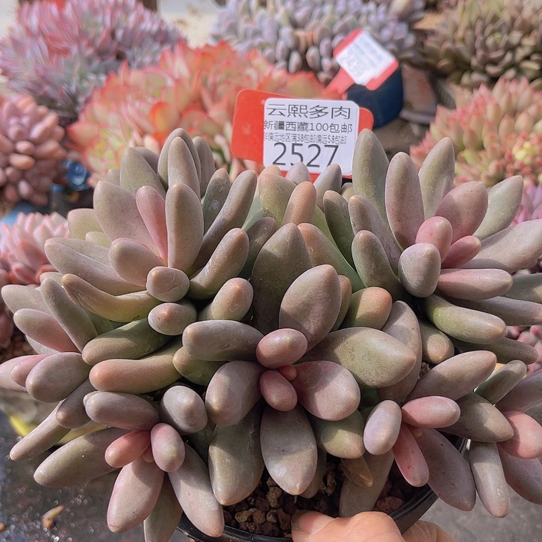 2527糖果美人多肉植物