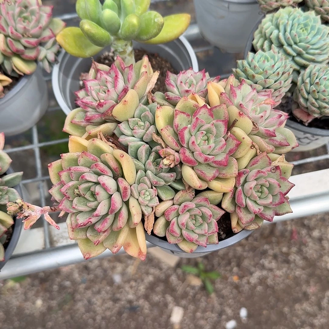 璀璨多肉植物精品