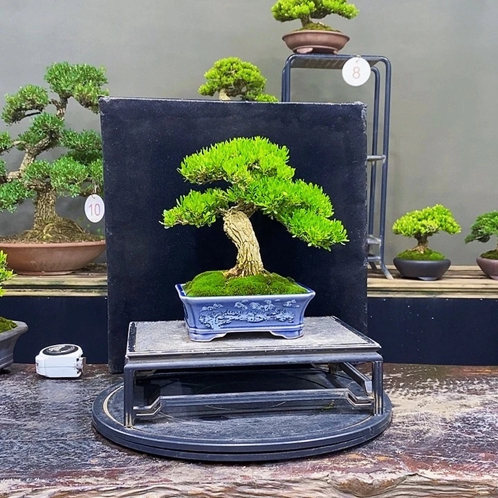 无花朵M黄杨盆景四季常青