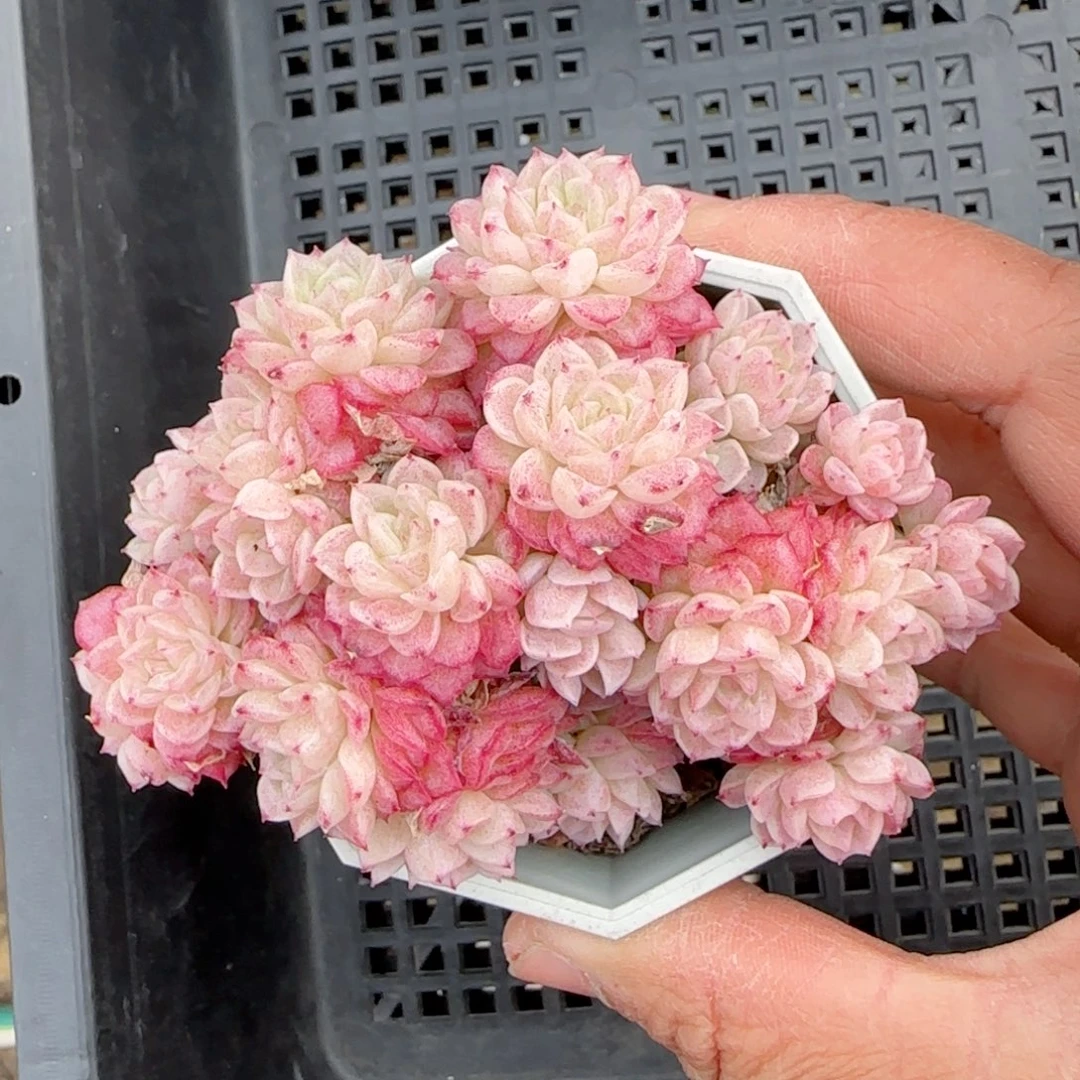 刘*傅【闪购商品】0205-31（fm-8-2）