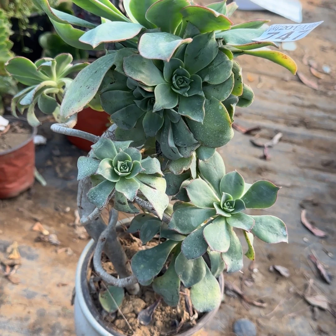 蓬莱阁747满20包邮断枝不包妖飘枝