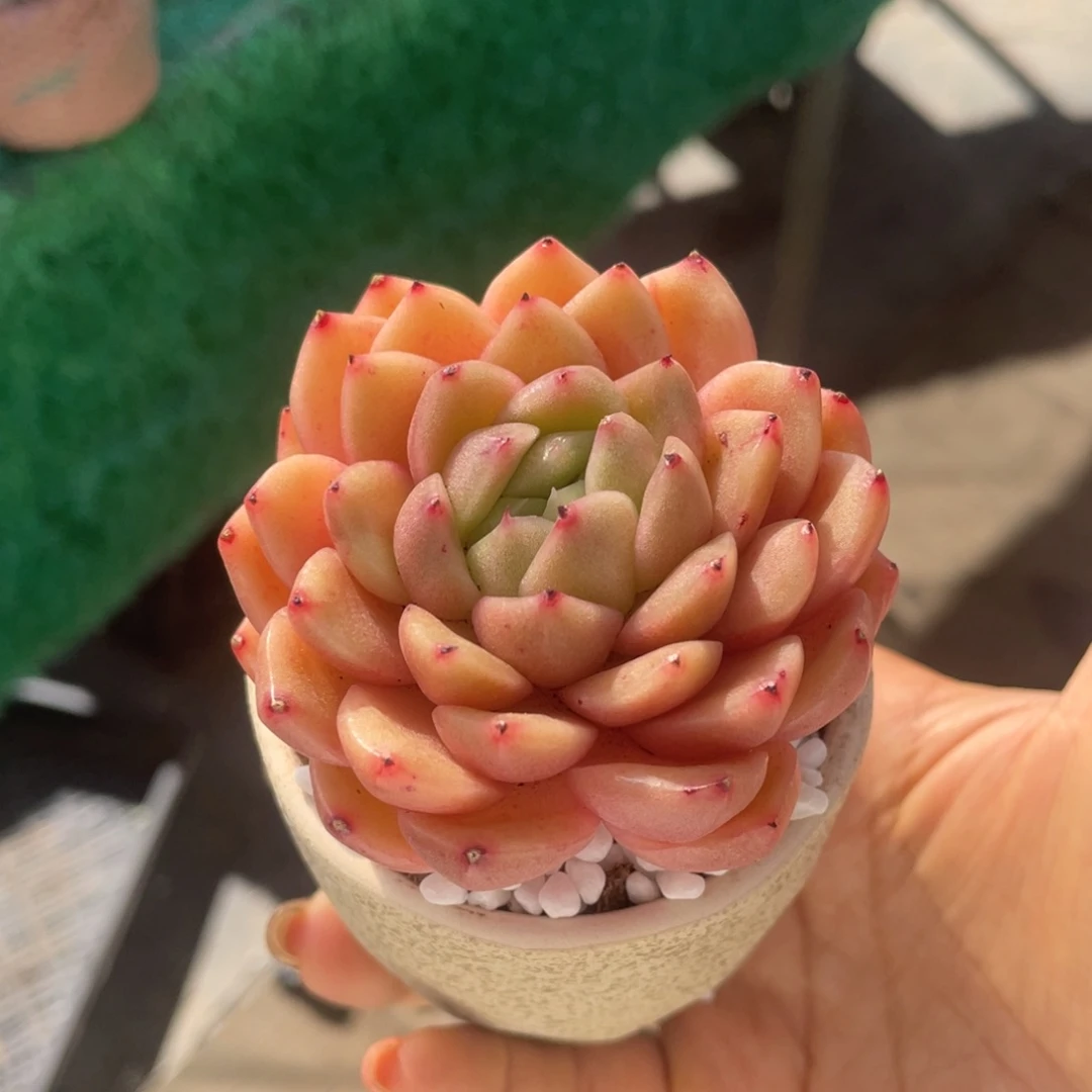 多肉植物盆栽多肉
