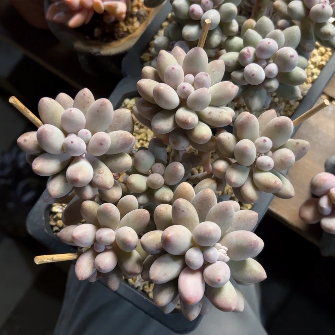 无花朵桃花奶无砍