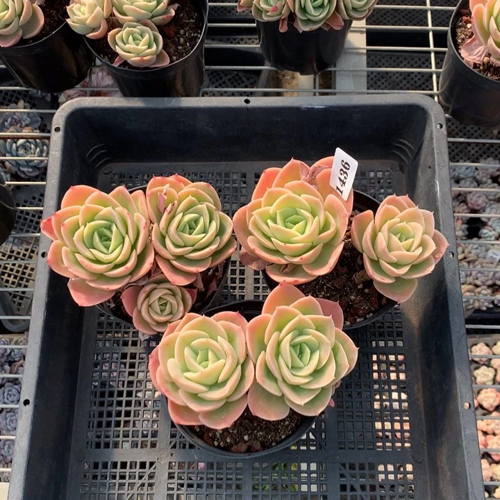 1436三个星纳塔嗯嗯嗯嗯嗯加油哦