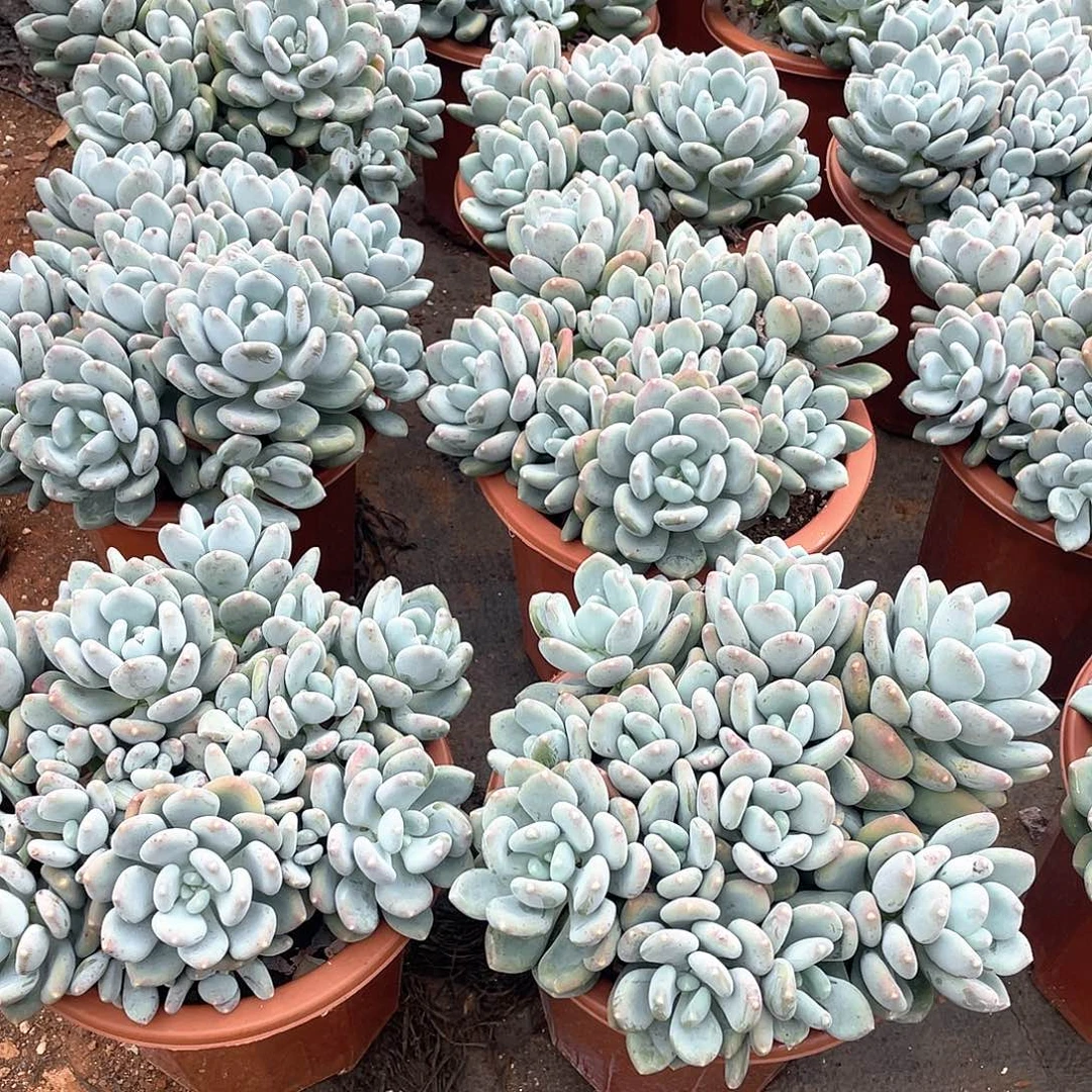 咖啡美人22.8米 量拍多肉