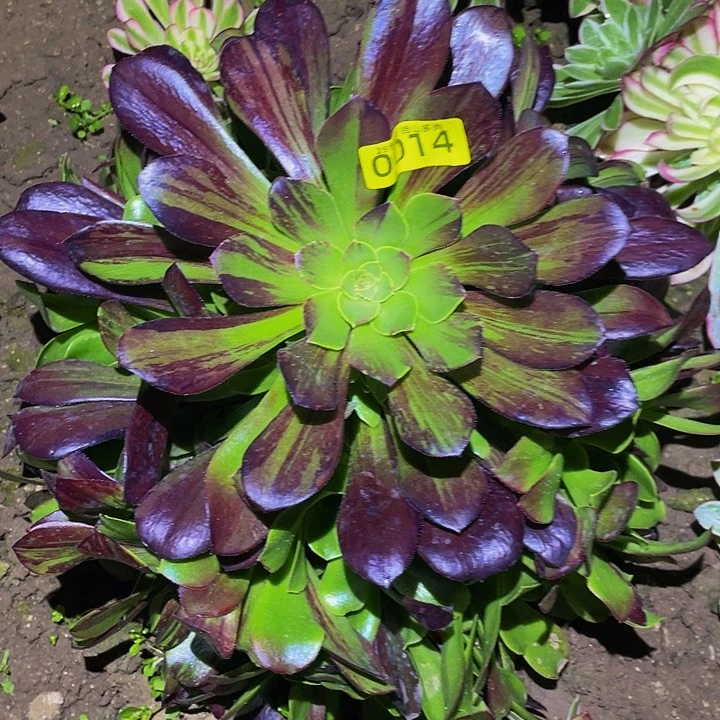 00014欧若拉多肉植物