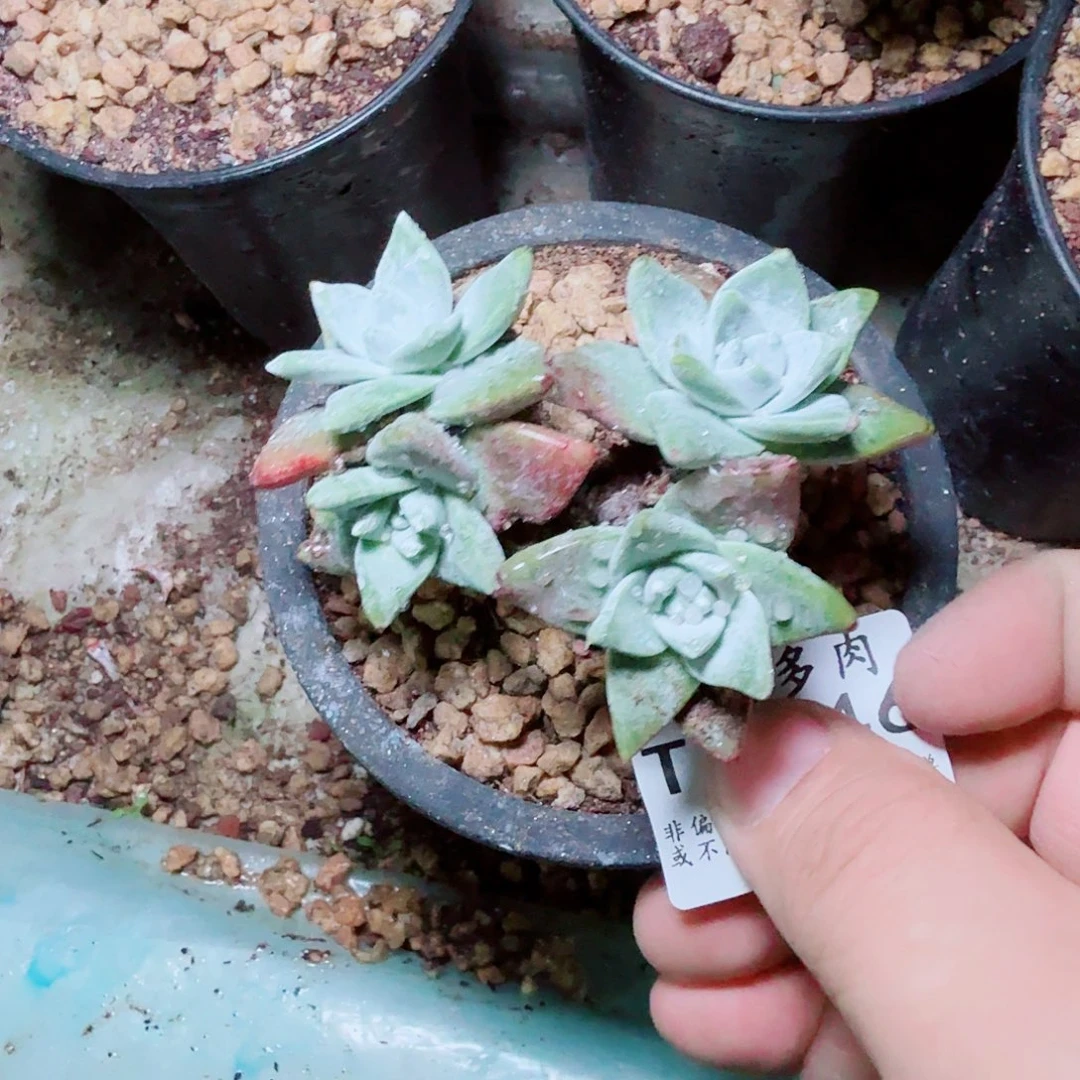 3146法瑞苹果叶多肉